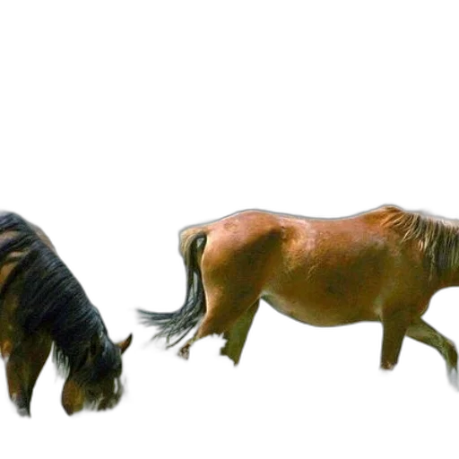 animal, creature, hair, dragon transparent PNG cut-out