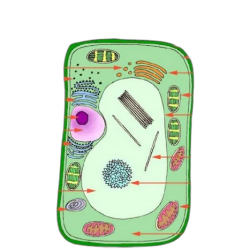 jewelry, robot, food, concept art transparent PNG cut-out