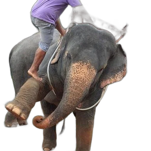 animal, creature, staff, photorealistic transparent PNG cut-out