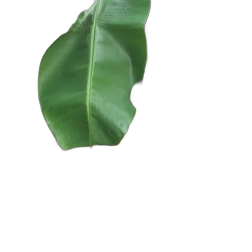 flower, umbrella, mask, tree transparent PNG cut-out