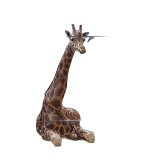 animal, staff, creature, weapon transparent PNG cut-out