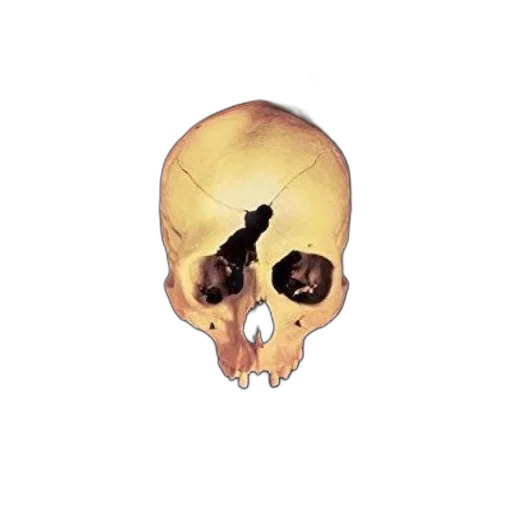 mask, weapon, face, animal transparent PNG cut-out
