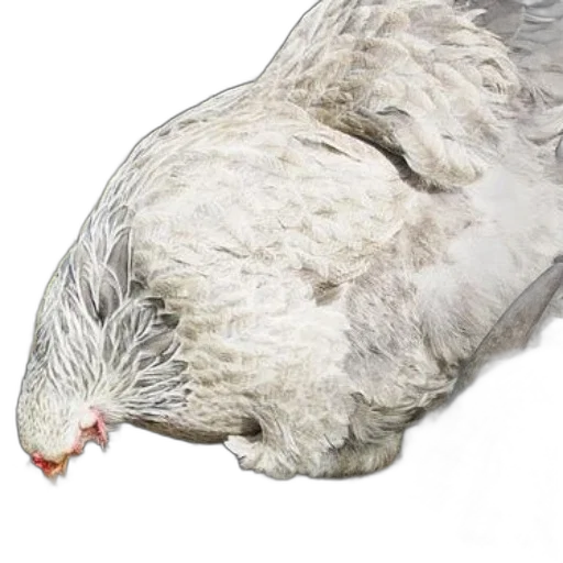 animal, food, face, crown transparent PNG cut-out
