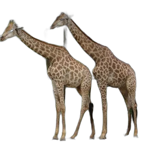 animal, creature, 3d render, concept art transparent PNG cut-out