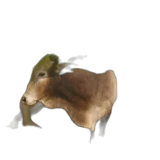 animal, creature, dragon, hat transparent PNG cut-out