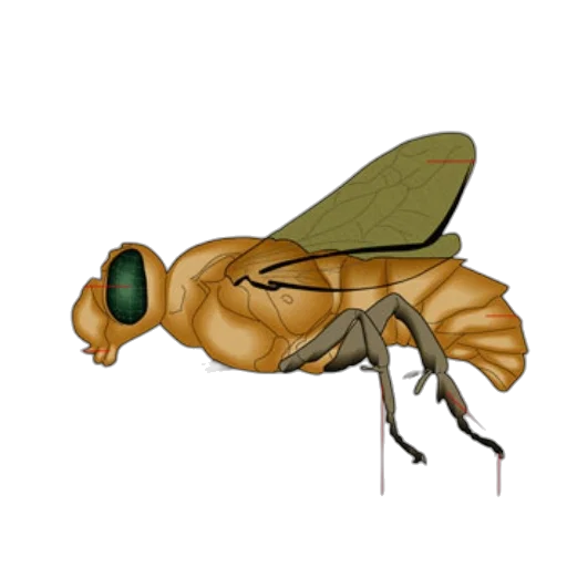 animal, creature, jacket, robot transparent PNG cut-out