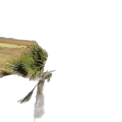 animal, hair, creature, hat transparent PNG cut-out