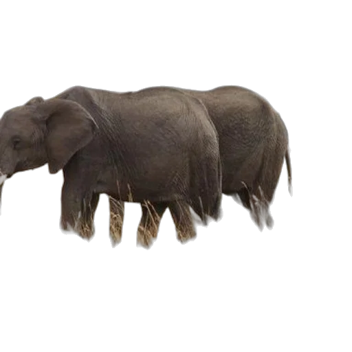 animal, creature, hair, staff transparent PNG cut-out