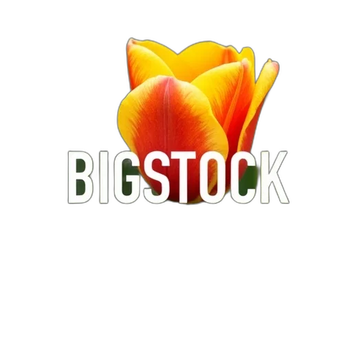 flower, photorealistic, close-up, single transparent PNG cut-out
