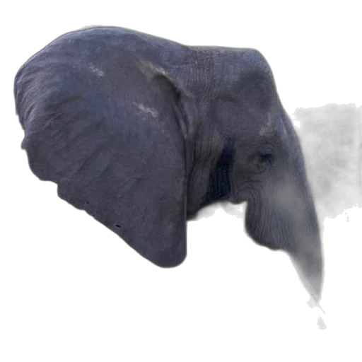 animal, hat, creature, mask transparent PNG cut-out