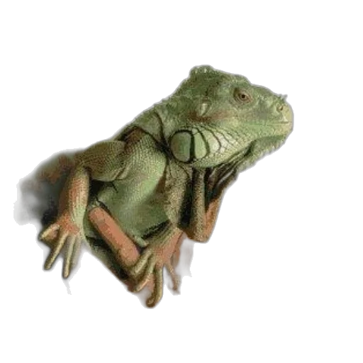 dragon, animal, creature, staff transparent PNG cut-out
