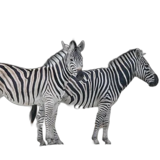 animal, 3d render, photorealistic, concept art transparent PNG cut-out