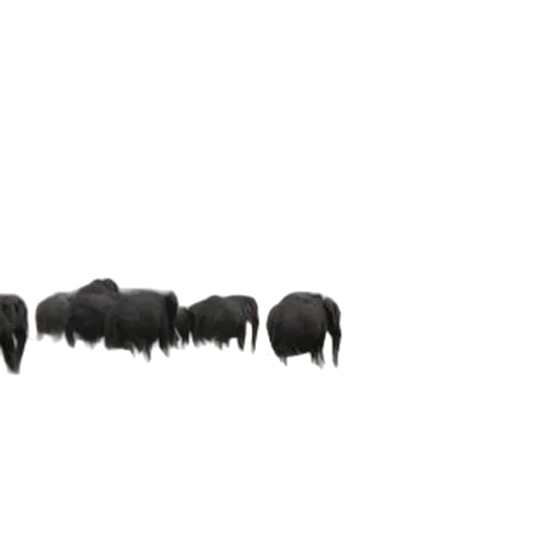 hair, hat, crown, animal transparent PNG cut-out