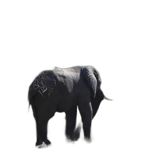 animal, creature, hat, staff transparent PNG cut-out