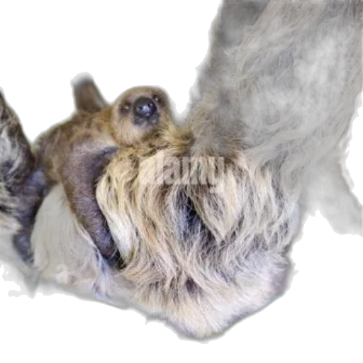 hair, animal, creature, dragon transparent PNG cut-out