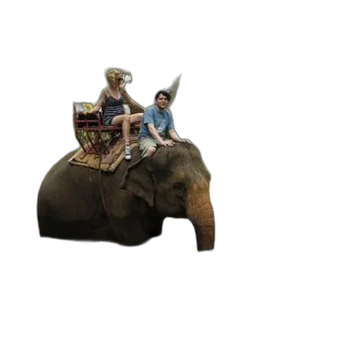 hat, animal, furniture, crown transparent PNG cut-out