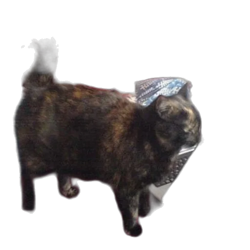 animal, creature, hat, staff transparent PNG cut-out