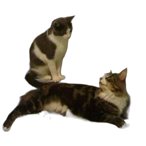 animal, staff, creature, furniture transparent PNG cut-out