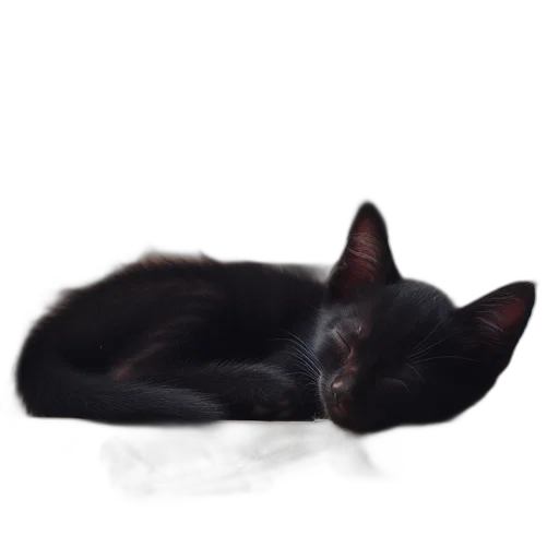 animal, staff, creature, hat transparent PNG cut-out