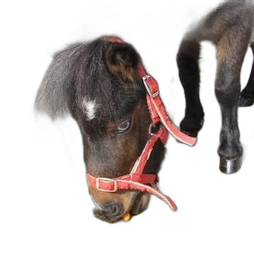 animal, staff, photorealistic, small transparent PNG cut-out