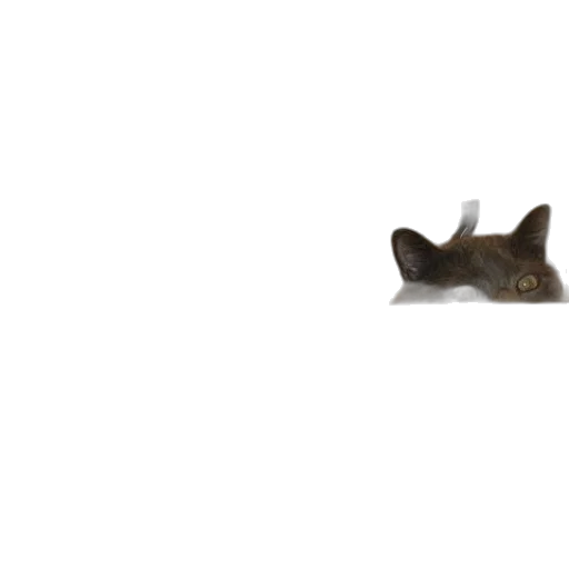 animal, creature, staff, hat transparent PNG cut-out