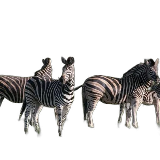 animal, creature, furniture, jewelry transparent PNG cut-out