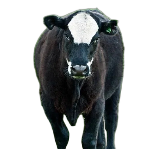 animal, face, creature, mask transparent PNG cut-out