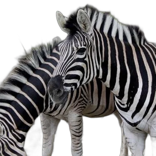 animal, creature, photorealistic, 3d render transparent PNG cut-out