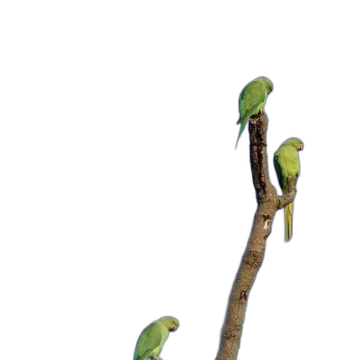 staff, animal, tree, jewelry transparent PNG cut-out