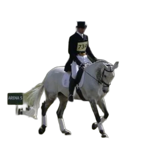 staff, rider, white, horse transparent PNG cut-out