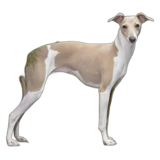 animal, staff, creature, jewelry transparent PNG cut-out