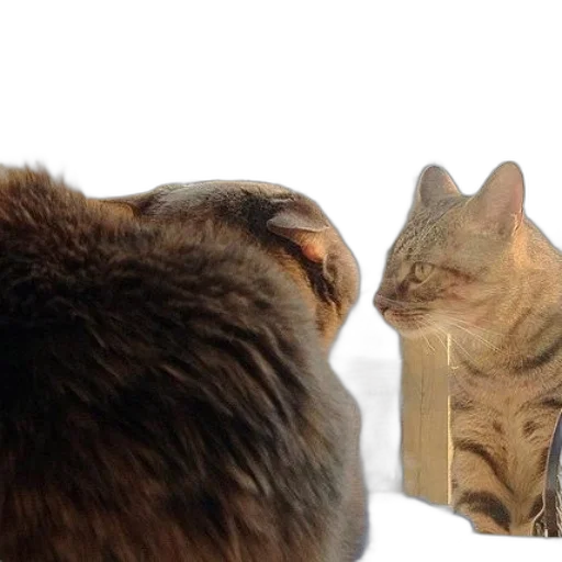 face, animal, creature, hat transparent PNG cut-out