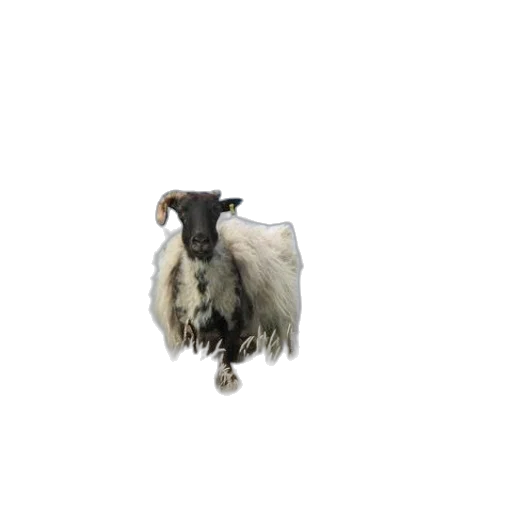 animal, hair, creature, face transparent PNG cut-out