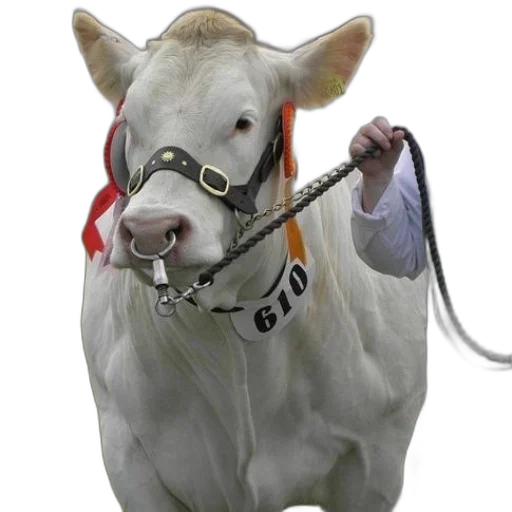 animal, jewelry, staff, white transparent PNG cut-out