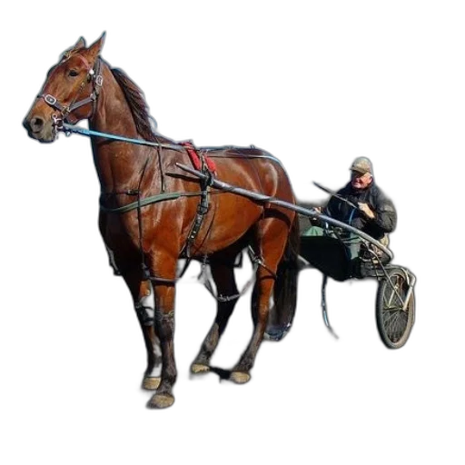 animal, weapon, staff, car transparent PNG cut-out