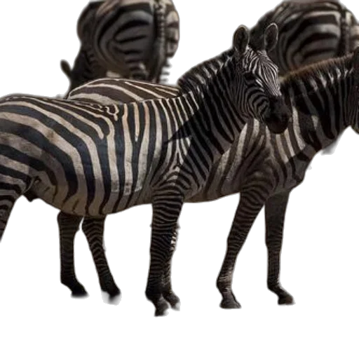 animal, creature, furniture, car transparent PNG cut-out
