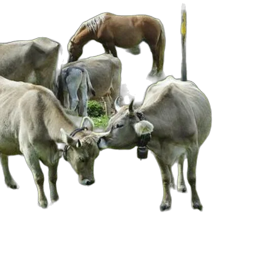 animal, jewelry, staff, food transparent PNG cut-out