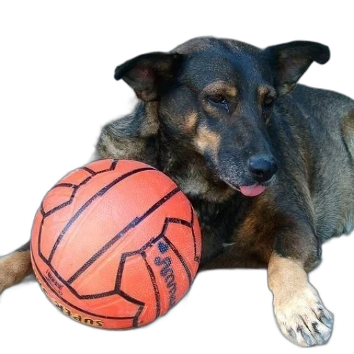 animal, creature, photorealistic, dog transparent PNG cut-out