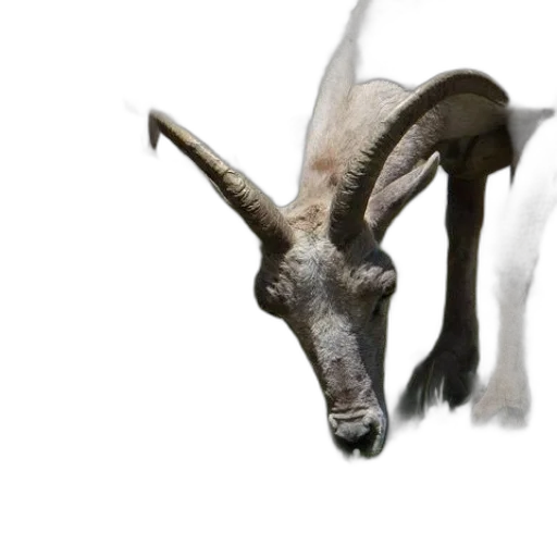 dragon, animal, creature, mask transparent PNG cut-out