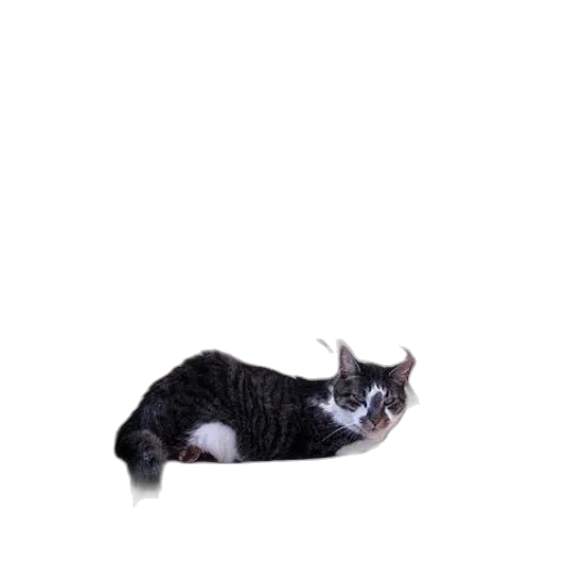 animal, creature, staff, robot transparent PNG cut-out