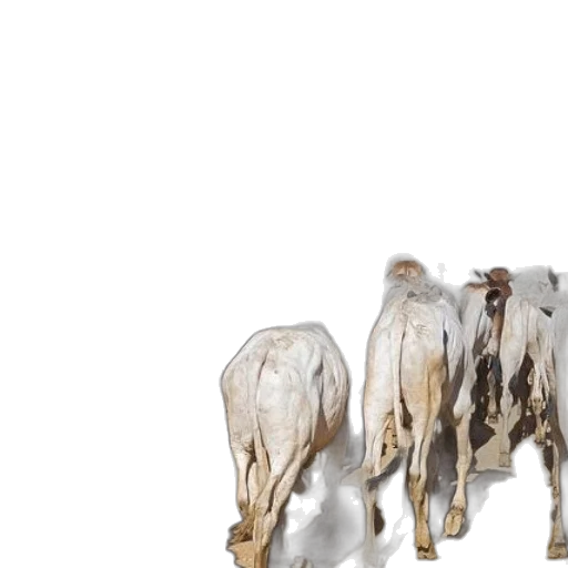 animal, 3d render, photorealistic, concept art transparent PNG cut-out