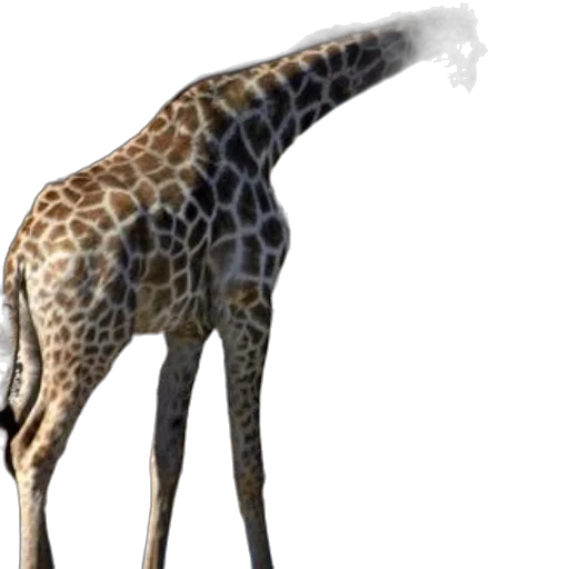 animal, creature, staff, umbrella transparent PNG cut-out