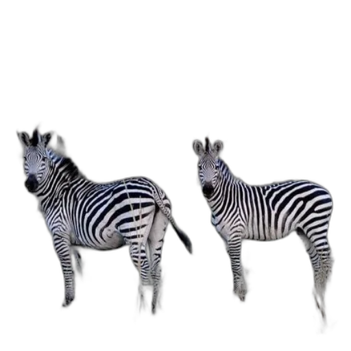 animal, creature, jewelry, furniture transparent PNG cut-out
