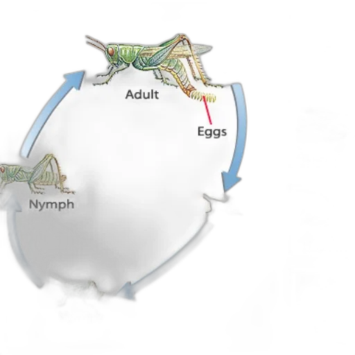 dragon, concept art, diagram, illustrating transparent PNG cut-out