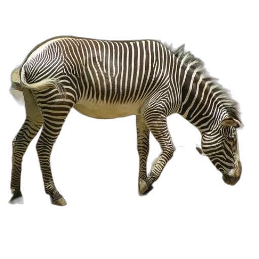 animal, creature, jewelry, furniture transparent PNG cut-out