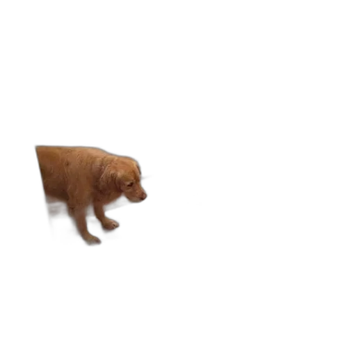 animal, creature, food, furniture transparent PNG cut-out