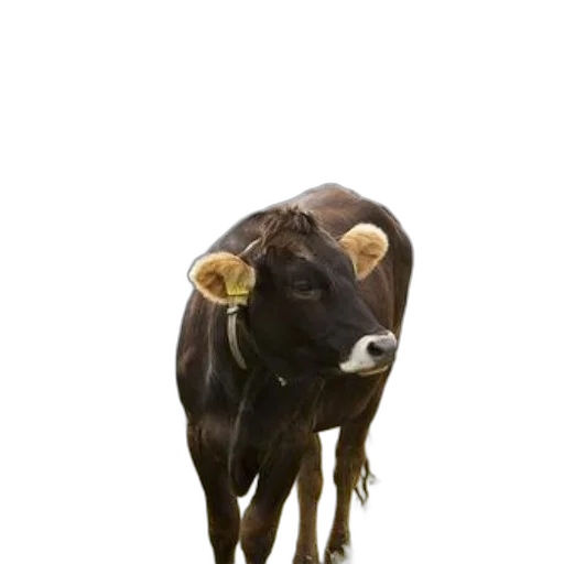 animal, creature, hat, face transparent PNG cut-out