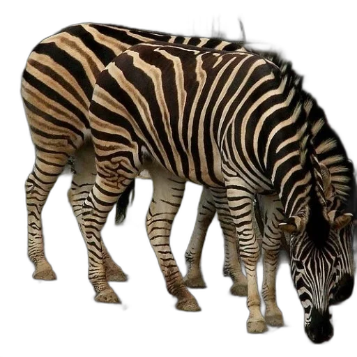 animal, creature, weapon, shoes transparent PNG cut-out