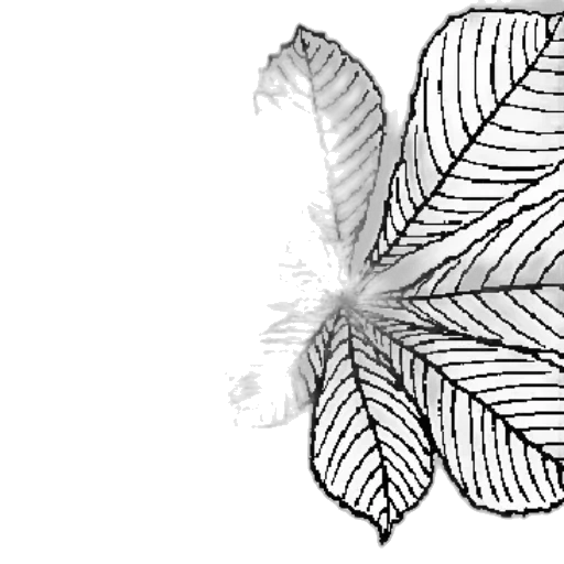 flower, crown, hair, mask transparent PNG cut-out