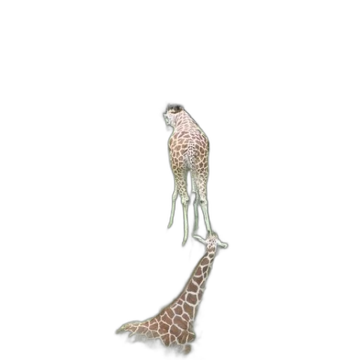 animal, creature, shoes, jewelry transparent PNG cut-out